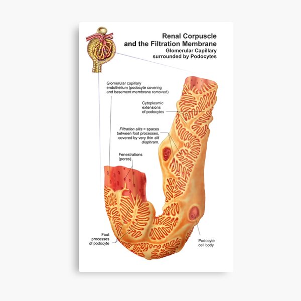 Wandbilder Glomerulus Redbubble