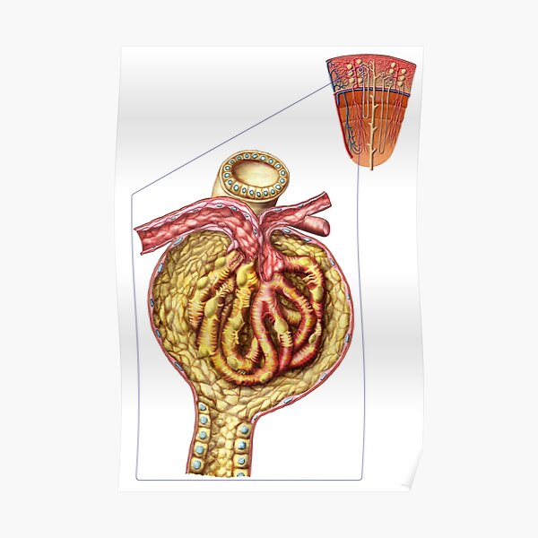 Anatomy of bowman's glomerular capsule. Poster