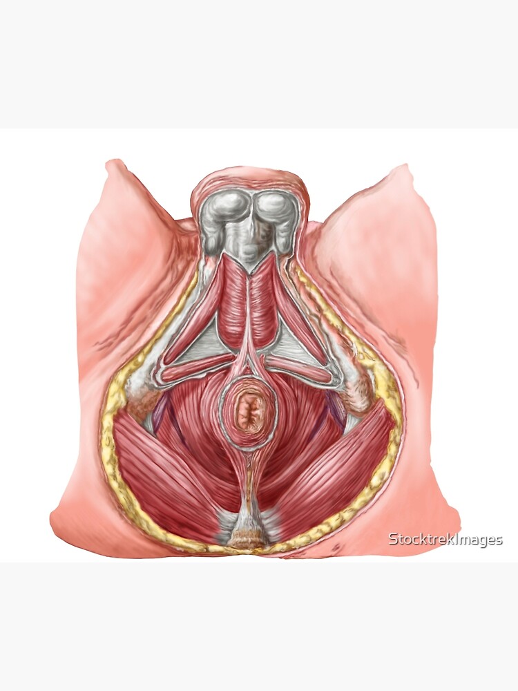 Anatomy of Pelvic Floor and Hip Flexors Poster 