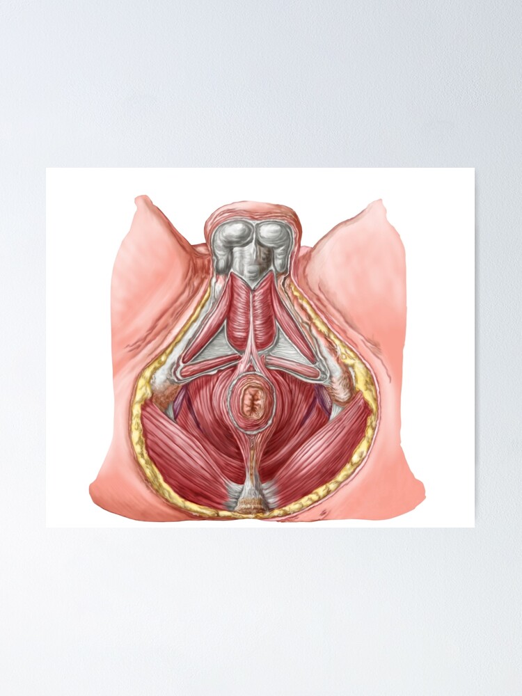 Anatomy of Pelvic Floor and Hip Flexors Poster 