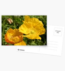 Yellow Poppys at Toowoomba Carnival of Flowers 2007 Postcards