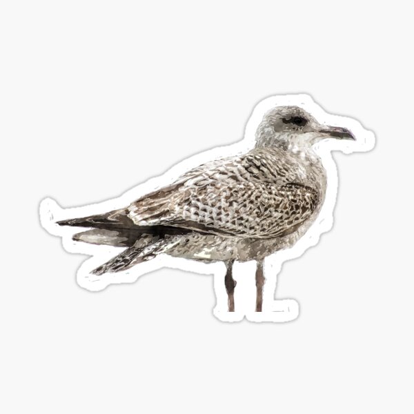 Item preview, Brighton Gull designed and sold by designbywhacky.