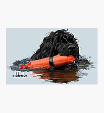 Lámina fotográfica Perro de agua portugués recuperando un parachoques naranja