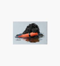 Lámina rígida Perro de agua portugués recuperando un parachoques naranja
