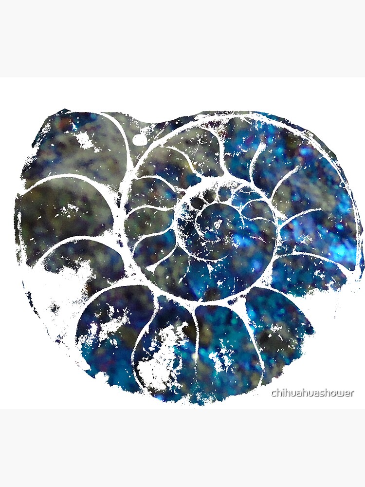 Ammonite by chihuahuashower