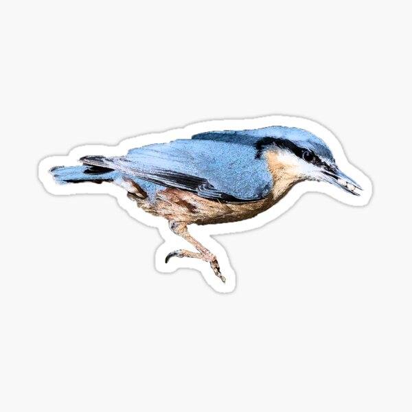 Nuthatch Sticker