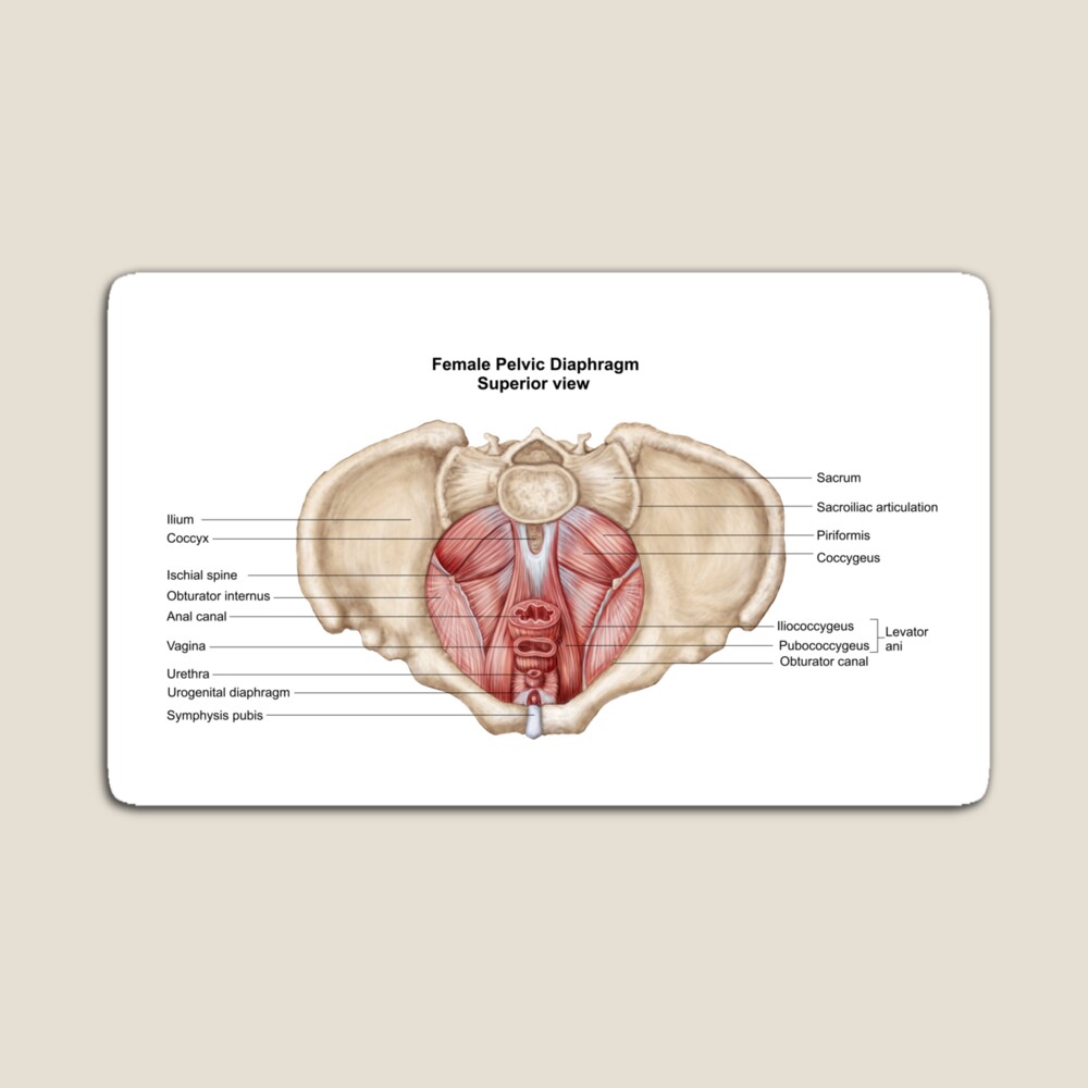 superior view of female pelvic cavity Diagram