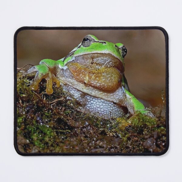 Item preview, r669/  " the Friendly Palmed Green Frog - la Gentille grenouille verte Palmé " to Okaio Créations - Olavia-Olao  designed and sold by o.okaïo.