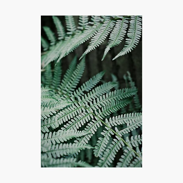 The soft pastel green leaves of a fern plant Photographic Print