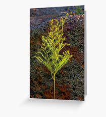 "Lone Fern" Greeting Card