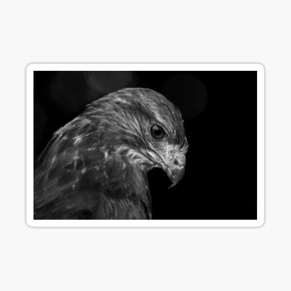 Buzzard in Black and White Sticker