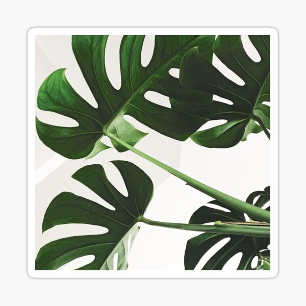 Monstera Leaves Sticker