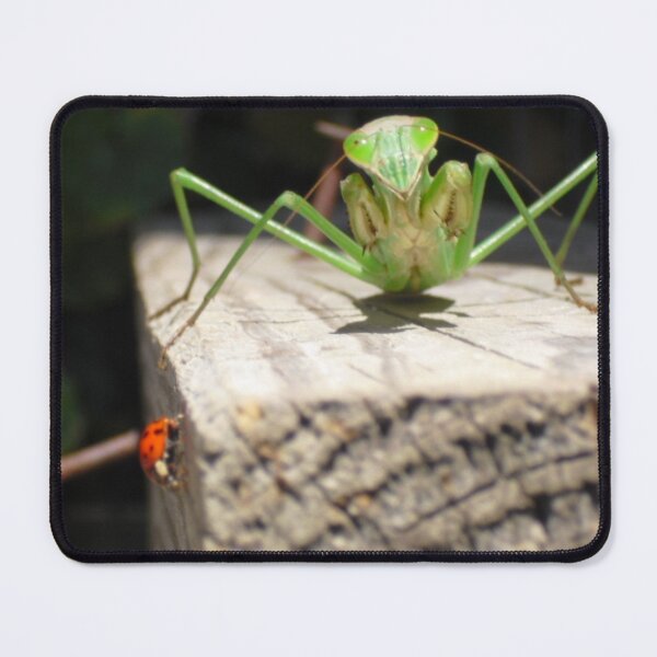 Item preview, Mantis and Ladybug designed and sold by DuskWingArts.