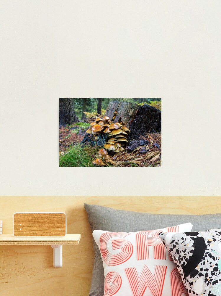 Thumbnail 2 of 3, Photographic Print, Toadstool and Tree Trunk designed and sold by neandercol.