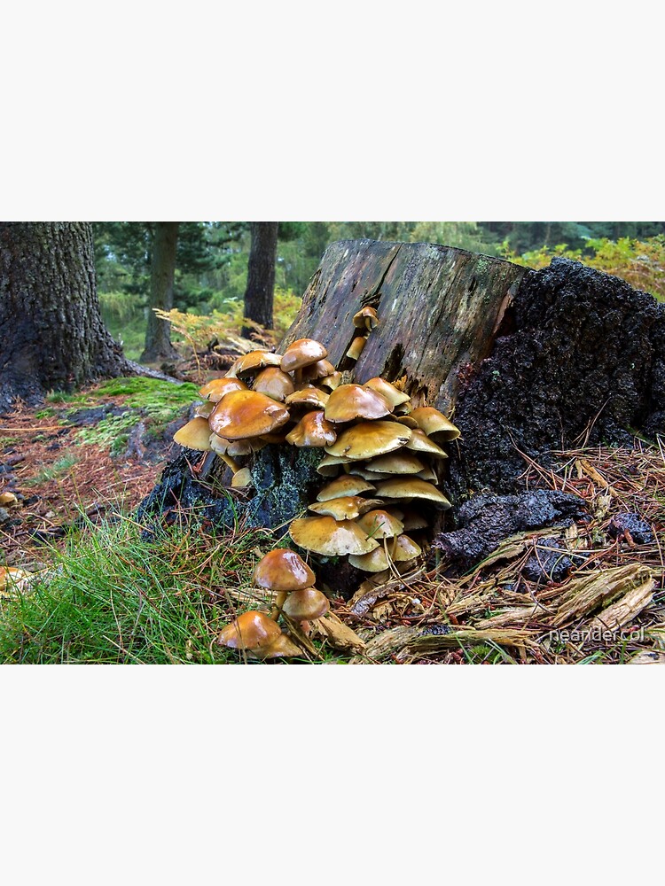 Thumbnail 3 of 3, Photographic Print, Toadstool and Tree Trunk designed and sold by neandercol.