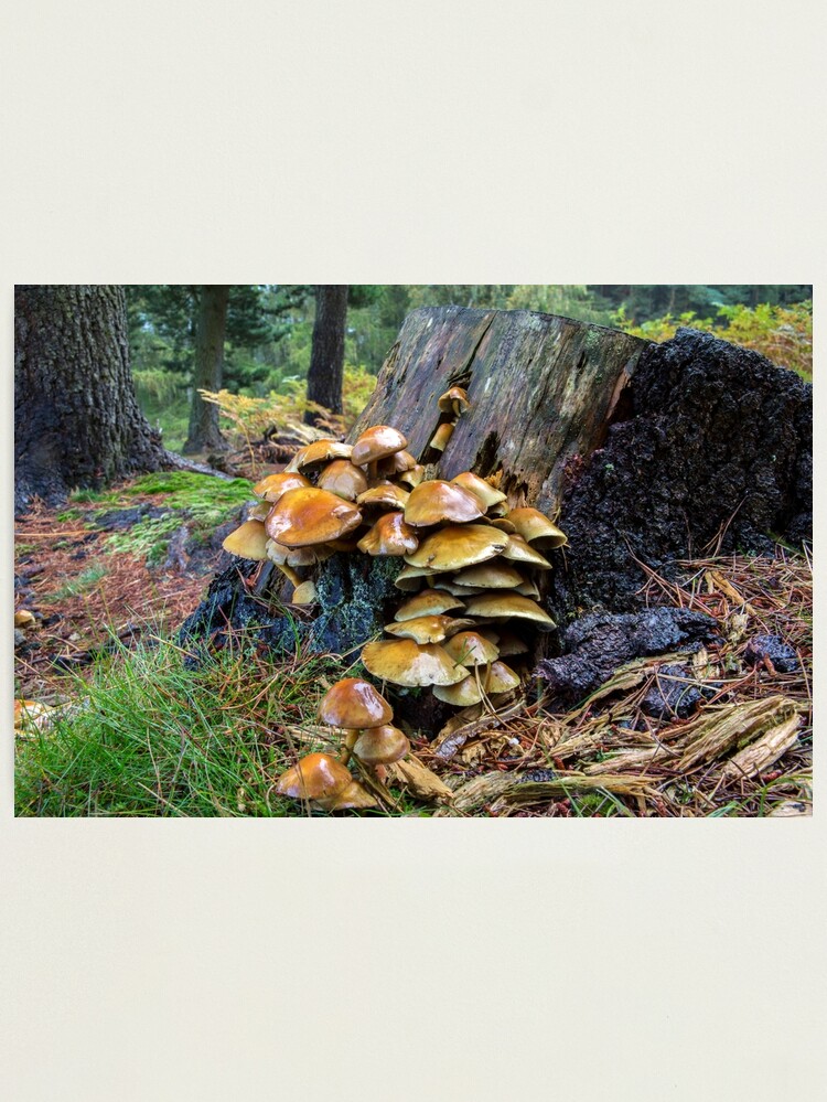 Thumbnail 1 of 3, Photographic Print, Toadstool and Tree Trunk designed and sold by neandercol.