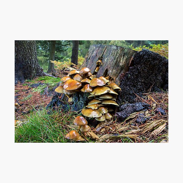 Photographic Print