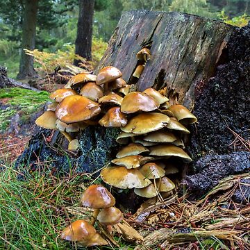Artwork thumbnail, Toadstool and Tree Trunk by neandercol