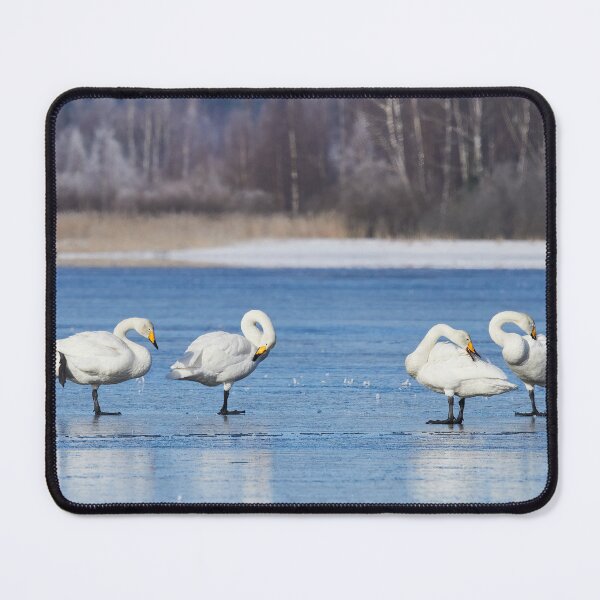Item preview, Maintenance break. Whooper Swan designed and sold by Jouko Lehto Photography.