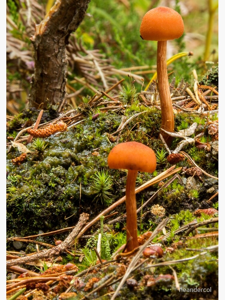 Thumbnail 3 of 3, Photographic Print, Toadstools and Pine Cones designed and sold by neandercol.