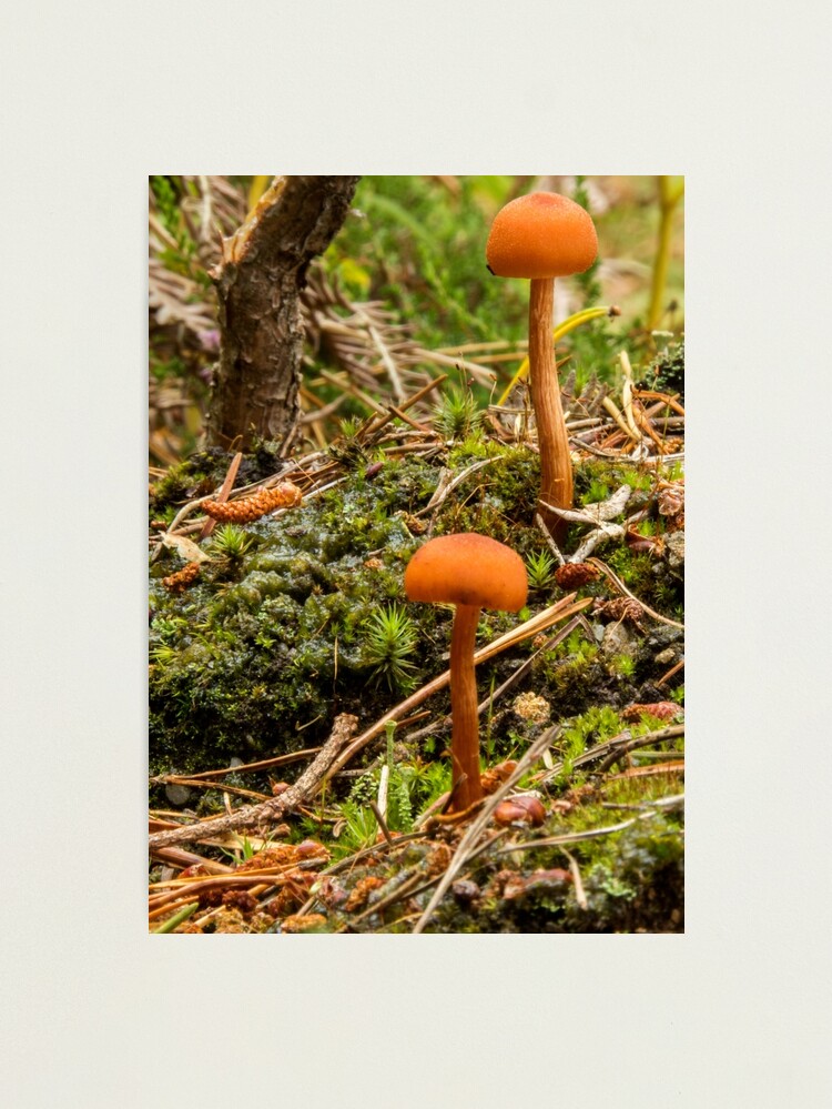 Thumbnail 1 of 3, Photographic Print, Toadstools and Pine Cones designed and sold by neandercol.