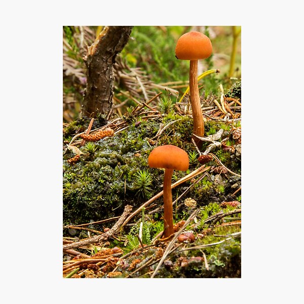 Photographic Print