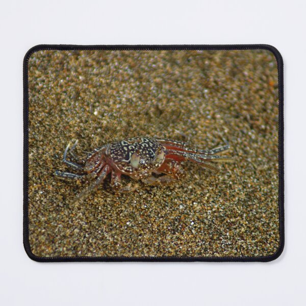 Item preview, lll Sand crab designed and sold by pcfyi.