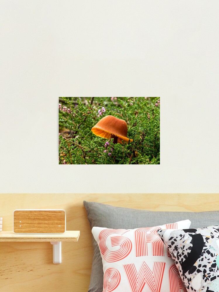 Thumbnail 2 of 3, Photographic Print, Orange Toadstool designed and sold by neandercol.
