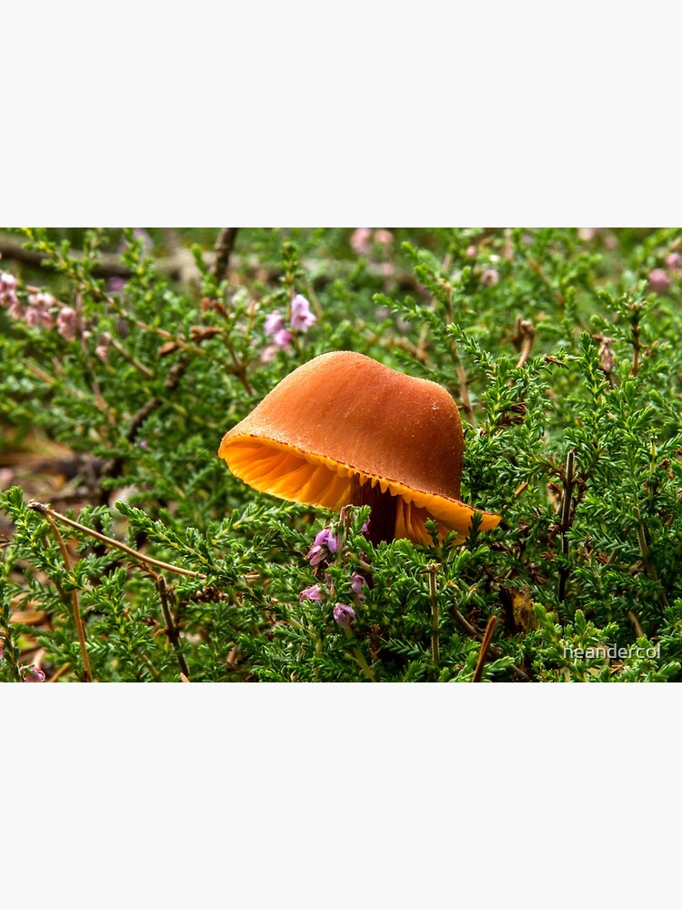 Thumbnail 3 of 3, Photographic Print, Orange Toadstool designed and sold by neandercol.