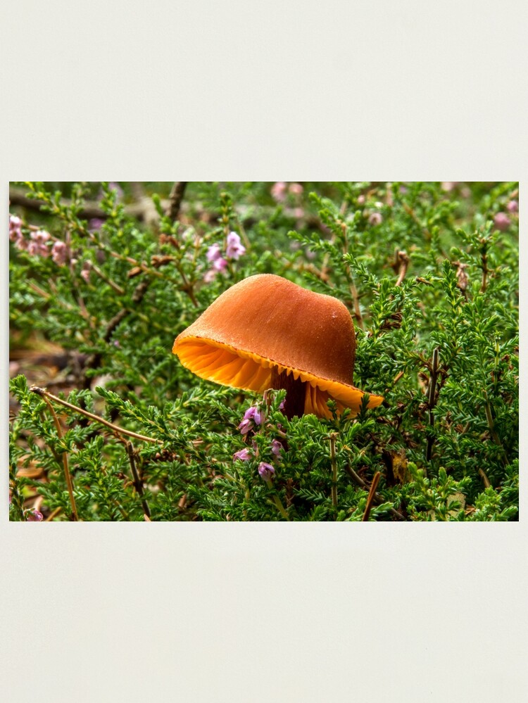 Thumbnail 1 of 3, Photographic Print, Orange Toadstool designed and sold by neandercol.