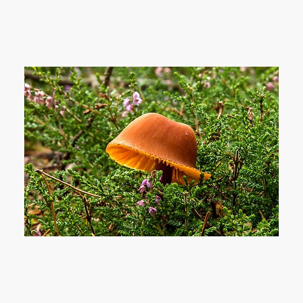 Photographic Print