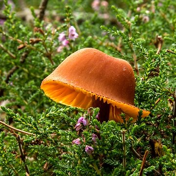 Artwork thumbnail, Orange Toadstool by neandercol