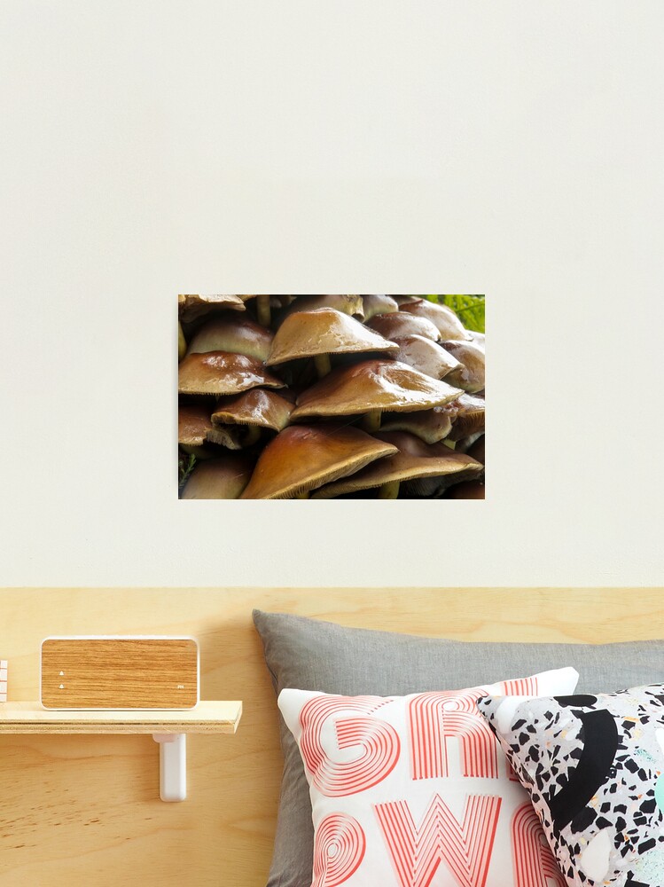 Thumbnail 2 of 3, Photographic Print, Wet Toadstools designed and sold by neandercol.
