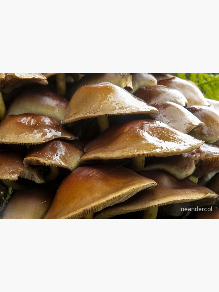 Thumbnail 3 of 3, Photographic Print, Wet Toadstools designed and sold by neandercol.