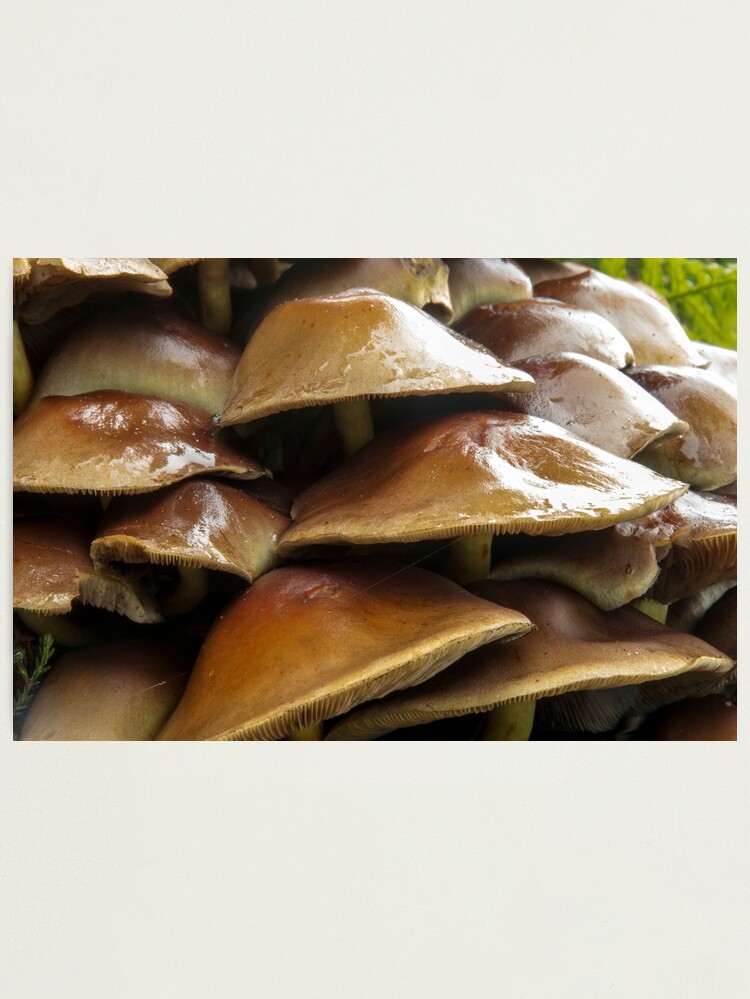 Thumbnail 1 of 3, Photographic Print, Wet Toadstools designed and sold by neandercol.
