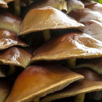 Artwork thumbnail, Wet Toadstools by neandercol