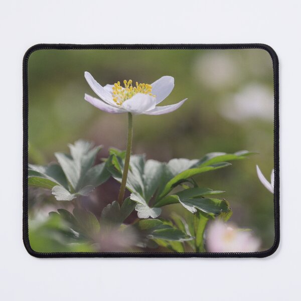 Item preview, Beautiful White Wood Anemones designed and sold by Imladris01.