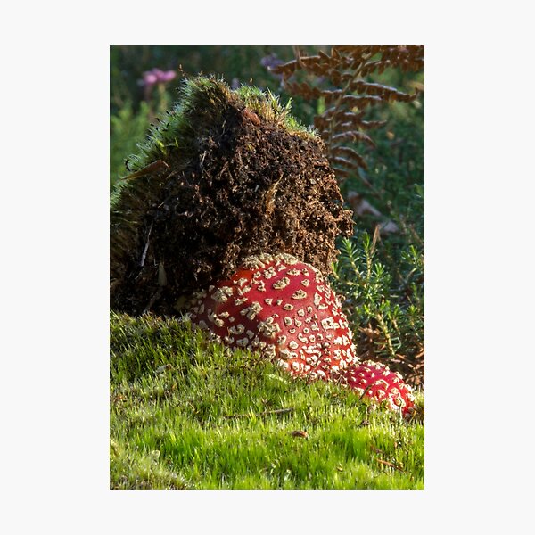Photographic Print
