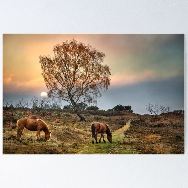 Item preview, Nouveaux poneys forestiers designed and sold by Geoff Carpenter.