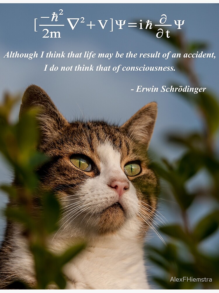 Discover Schrödinger Cat Premium Matte Vertical Poster