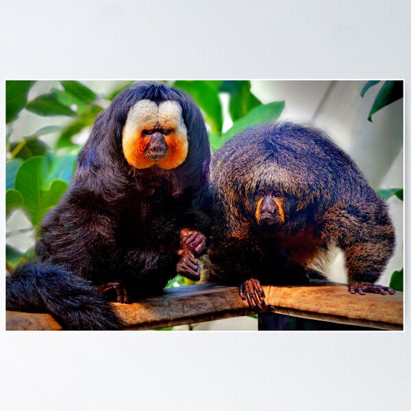 Aperçu de l'œuvre Singes Saki mâles et femelles créée et vendue par Savannah Gibbs.