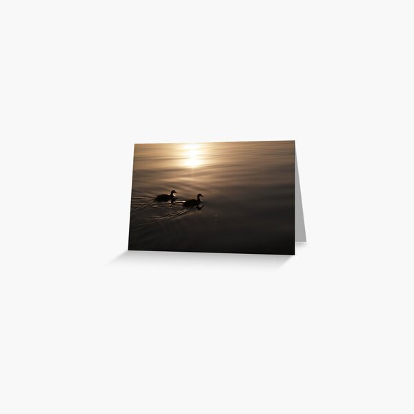 Ducks On A Golden Pond Greeting Card