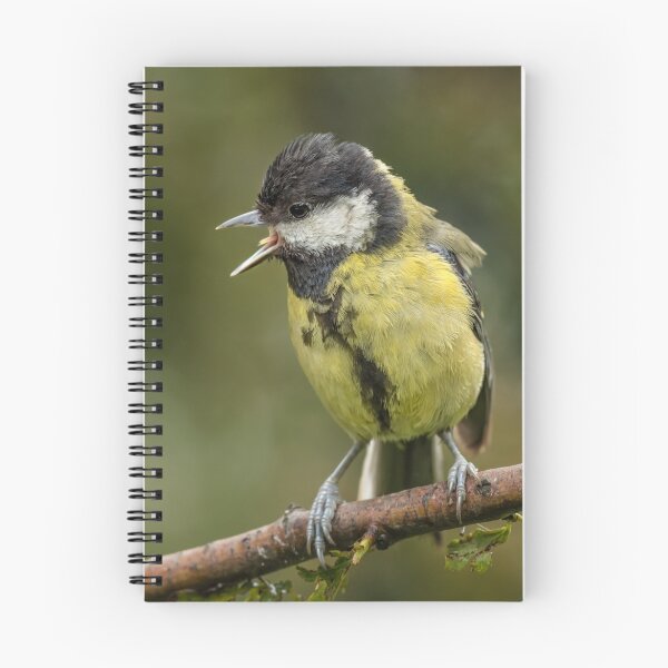 Item preview, Juvenile Great tit portrait designed and sold by alan tunnicliffe.