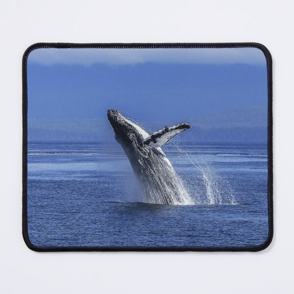 Item preview, Humpback Whale, Breaching, Alaska designed and sold by AlaskaExtreme.