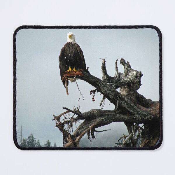 Item preview, Bald Eagle, Driftwood, Southeast Alaska designed and sold by AlaskaExtreme.