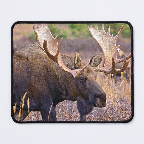 Item preview, Bull Moose, Full Rack designed and sold by AlaskaExtreme.