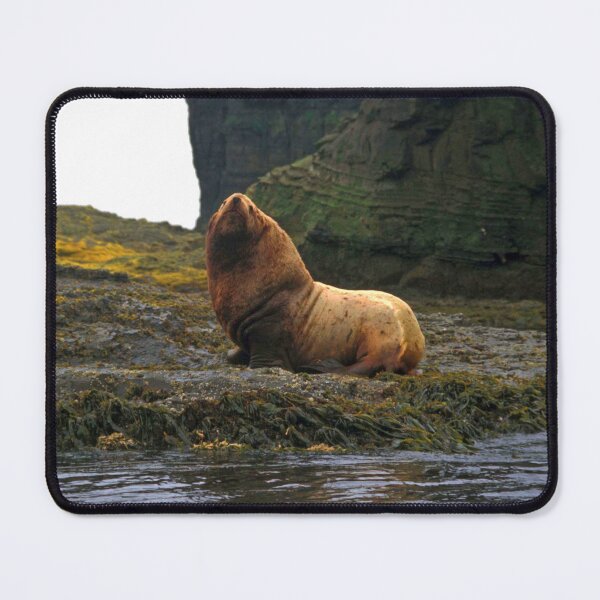 Item preview, Stellar Sea Lion, Agattu Island, Near Islands, Aleutian Islands, Alaska designed and sold by AlaskaExtreme.