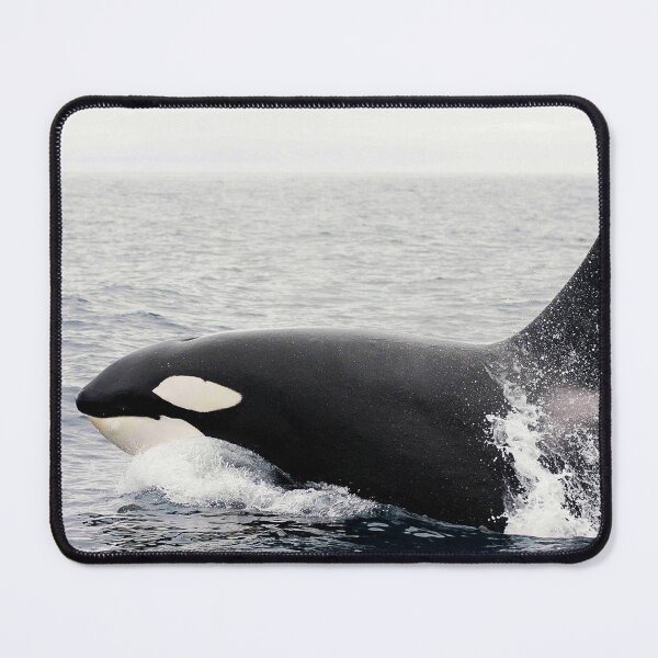 Item preview, Killer Whale, Orca, Alaska designed and sold by AlaskaExtreme.