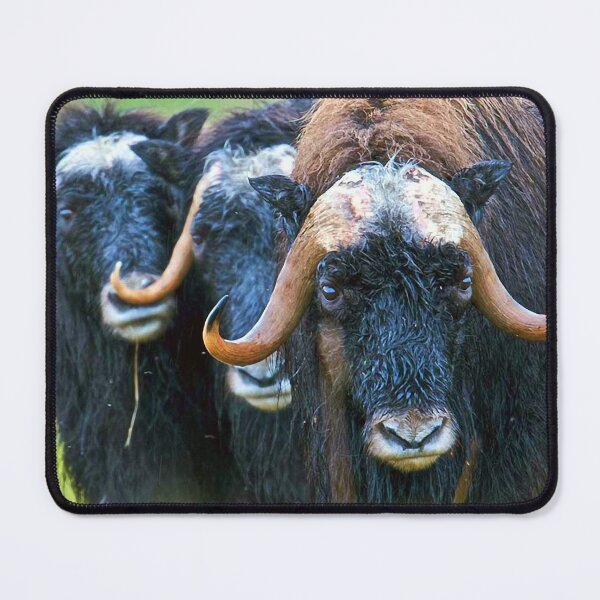 Item preview, Musk Ox, Seward Peninsula, Northwest Alaska designed and sold by AlaskaExtreme.