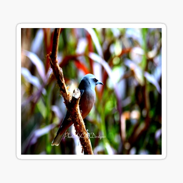 Bird of Colours Sticker